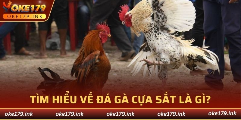 Đá gà cựa sắt là một hình thức thi đấu đặc biệt phổ biến