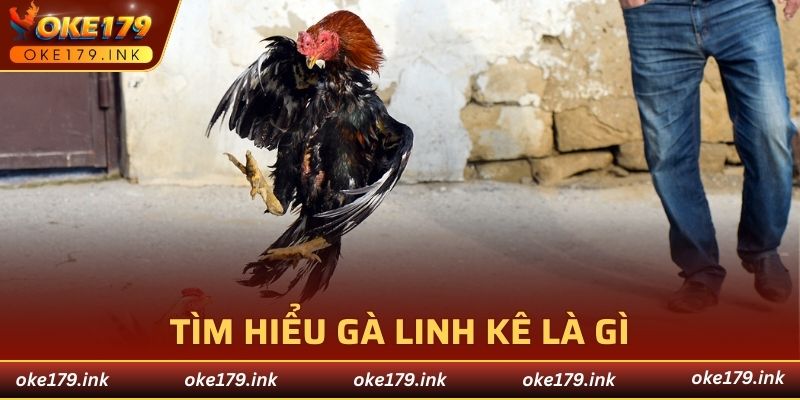 Tìm hiểu gà linh kê là gì